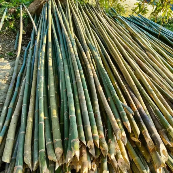 16feet bamboo