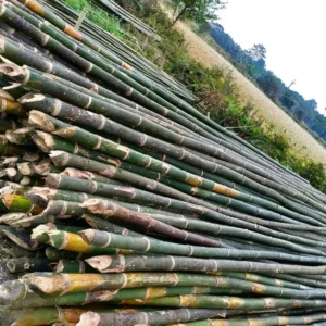 24 feet Bullet bamboo