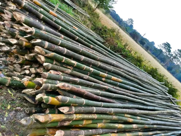 24 feet Bullet bamboo