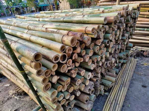 Murli bamboo